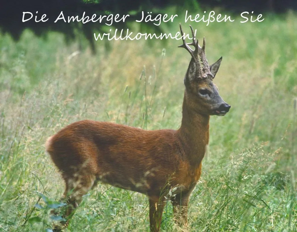 BJV Kreisgruppe Amberg e.V.