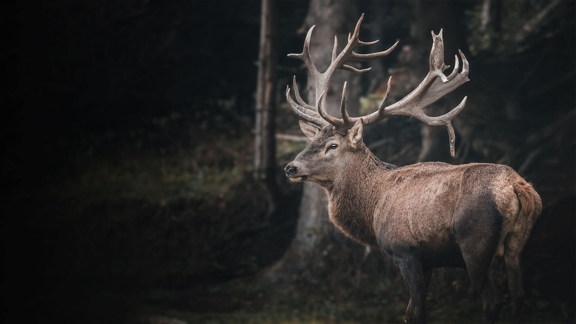 Jagdkarte.at