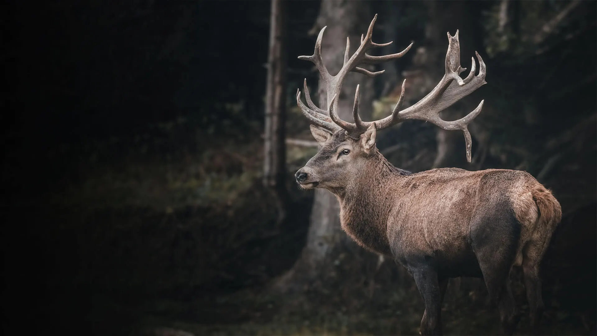 Jagdkarte.at