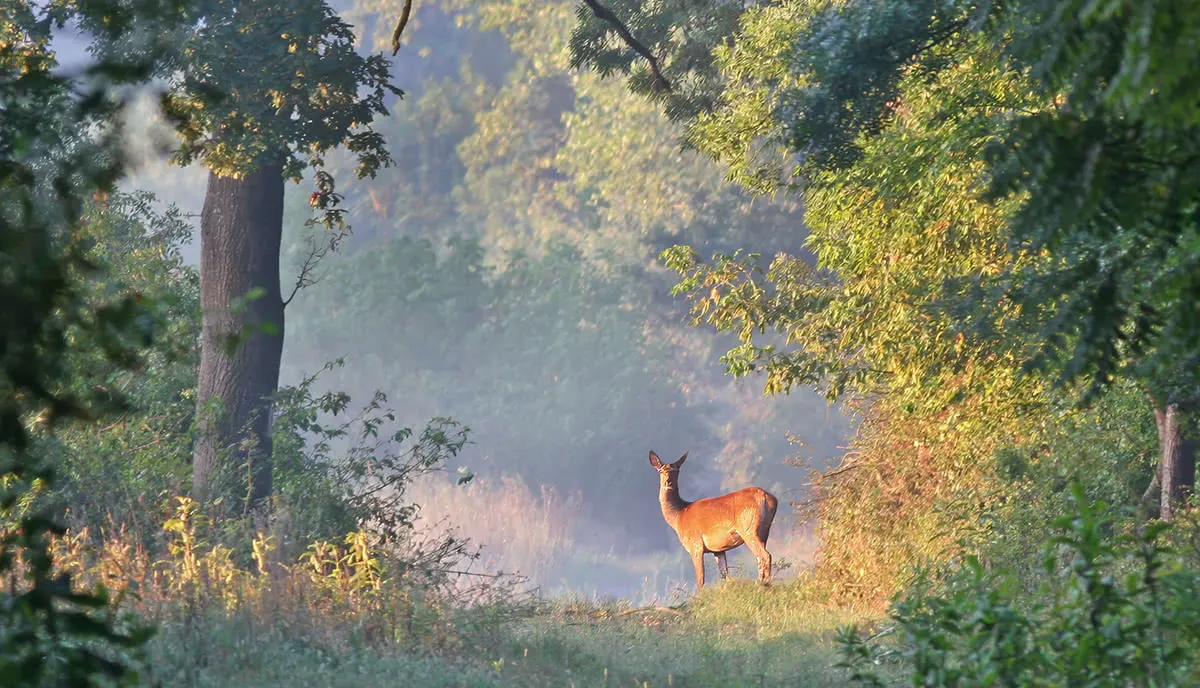 Jäger- & Naturschule Mittelhessen