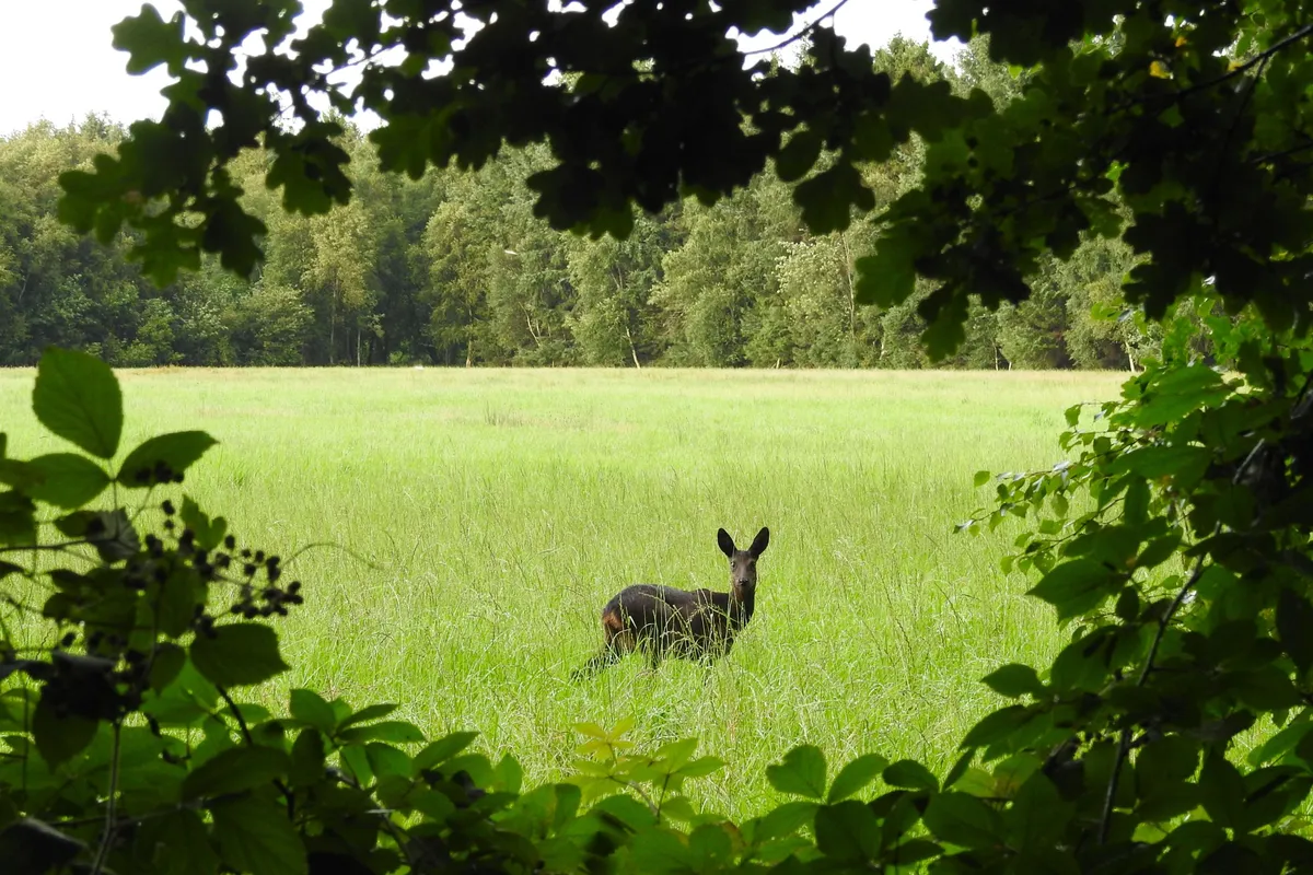 Jägerschaft Bremervörde e.V.