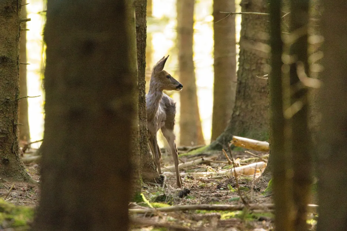 Jägervereinigung Pfaffenhofen/Ilm