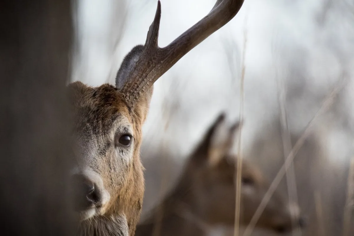 VUM JÄGAR! (jagdlicher Wegbegleiter)
